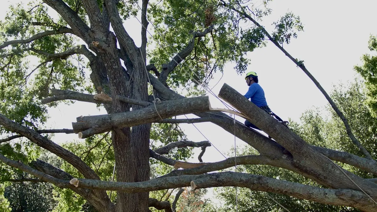 Professional Crown Thinning performed by certified arborists in Parker